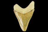 Serrated, Fossil Megalodon Tooth - Florida #122556-1